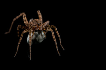 Wolf spider (Pardosa sp.) female with cocoon on black  background.