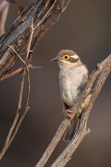 A small bird with a plain olive green body, a brown head and a creamy yellow eye-ring known as a Brown-headed Honeyeater (Melithreptus brevirostris) perched on a branch.