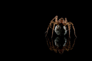 Wolf spider (Pardosa sp.) female with cocoon on black  background.