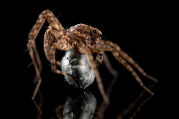 Wolf spider (Pardosa sp.) female with cocoon on black  background.