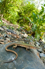 Common wall lizard (Podarcis muralis), Italy.