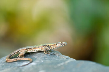 Common wall lizard (Podarcis muralis), Italy.