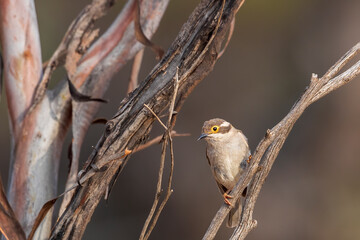 Fototapeta premium A small bird with a plain olive green body, a brown head and a creamy yellow eye-ring known as a Brown-headed Honeyeater (Melithreptus brevirostris) perched on a branch.