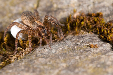 Wolf spider (Trochosa sp.) female with cocoon.