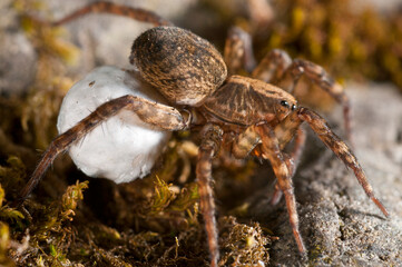 Wolf spider (Trochosa sp.) female with cocoon.