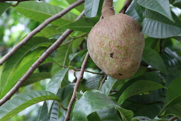 Ramphal fruit bearing plant with closeup of fruit this is also called by names bullock's heart,annona reticulata or Wild sweetsop