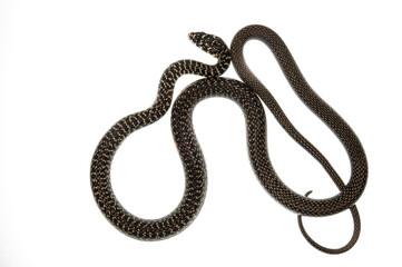 Western whip snake (Hierophis viridiflavus) on white background, Italy.