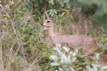 Afrikanischer Steinbock / Steenbok / Raphicerus campestris