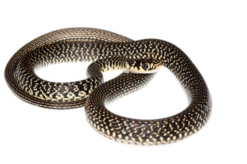 Western whip snake (Hierophis viridiflavus) on white background, Italy.