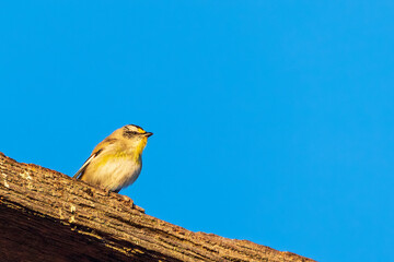 A very small, short-tailed endemic Australian bird known as a Striated Pardalote (Pardalotus striatus).