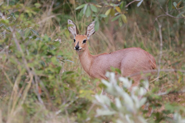 Afrikanischer Steinbock / Steenbok / Raphicerus campestris