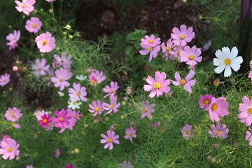flowers in the garden