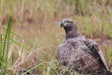 Kampfadler / Martial Eagle / Polemaetus bellicosus
