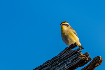 A very small, short-tailed endemic Australian bird known as a Striated Pardalote (Pardalotus striatus).