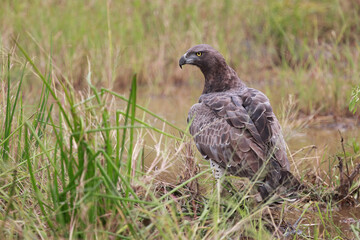 Kampfadler / Martial Eagle / Polemaetus bellicosus