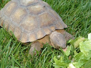 Large turtle on grass