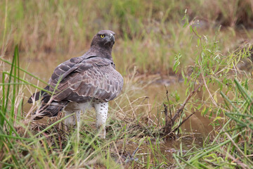 Kampfadler / Martial Eagle / Polemaetus bellicosus