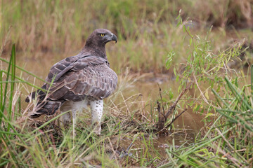 Kampfadler / Martial Eagle / Polemaetus bellicosus