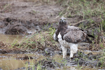 Kampfadler / Martial Eagle / Polemaetus bellicosus