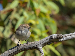 A small brownish gray bird with thin pointed bill and a vivid chestnut rump known as a Chestnut-rumped Thornbill (Acanthiza uropygialis) perched on a branch.