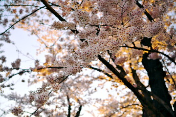 夕陽に照らされた公園の桜