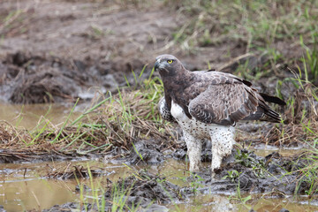 Kampfadler / Martial Eagle / Polemaetus bellicosus