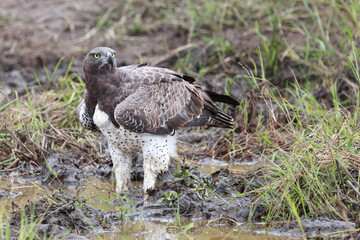Kampfadler / Martial Eagle / Polemaetus bellicosus