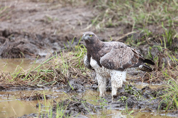 Kampfadler / Martial Eagle / Polemaetus bellicosus