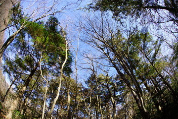 Enjoy the autum color leaves