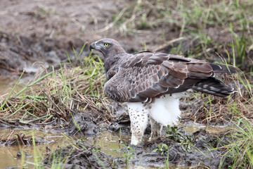 Kampfadler / Martial Eagle / Polemaetus bellicosus
