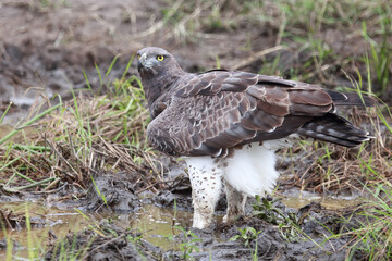 Kampfadler / Martial Eagle / Polemaetus bellicosus