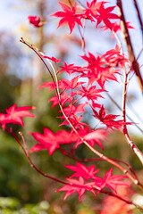 美しい京都市の紅葉