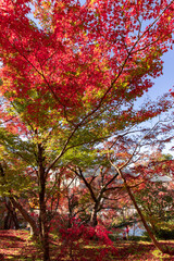 美しい京都市の紅葉