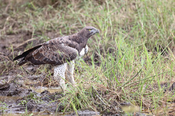 Kampfadler / Martial Eagle / Polemaetus bellicosus
