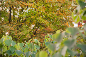 兵庫県・秋の千ヶ峰急勾配三谷渓谷