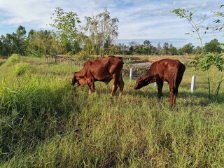 herd of cows