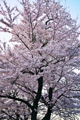 都市公園で見る夕方の桜