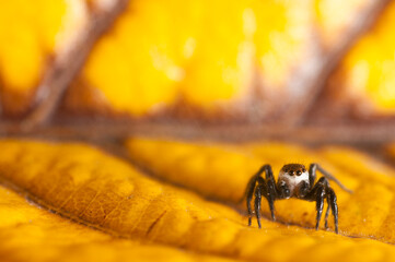 Jumping spider (Phlegra bresnieri), Italy.