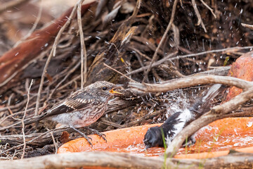 A juvenile female Hooded Robin (Melanodryas cucullata) at a bird bath. A medium-large dark brown bird with off-white speckling and white markings on the upper body and white underneath.