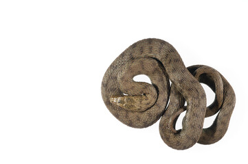 Dice snake (Natrix tessellata) on white background, Italy.
