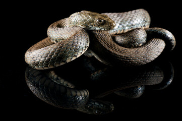 Dice snake (Natrix tessellata) on black background, Italy.