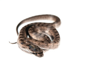 Southern smooth snake (Coronella girondica) on white background, Italy.