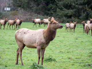 Elk in a herd
