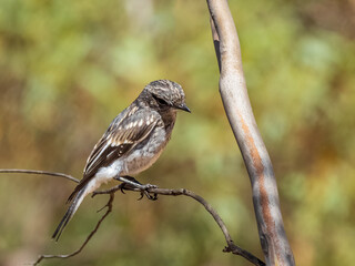 A juvenile female Hooded Robin (Melanodryas cucullata) at a bird bath. A medium-large dark brown bird with off-white speckling and white markings on the upper body and white underneath.