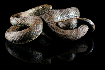 Dice snake (Natrix tessellata) on black background, Italy.