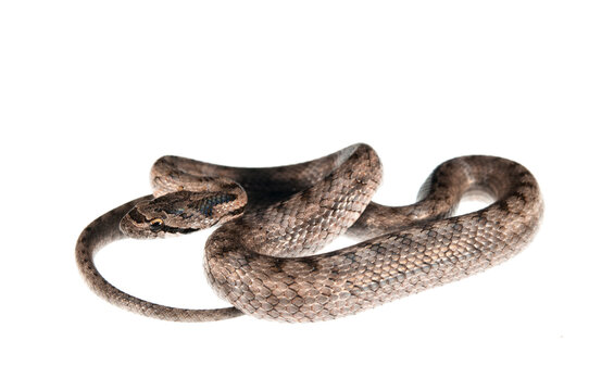 Southern smooth snake (Coronella girondica) on white background, Italy.