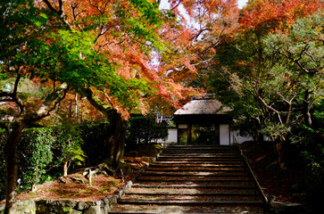 【京都】安楽寺の紅葉