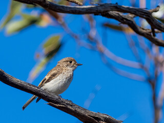 A juvenile Red-capped Robin (Petroica goodenovi) perched on a branch.