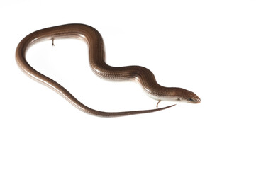 Italian three-toed skink (chalcides chalcides) on white background.