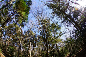 Enjoy the autum color leaves